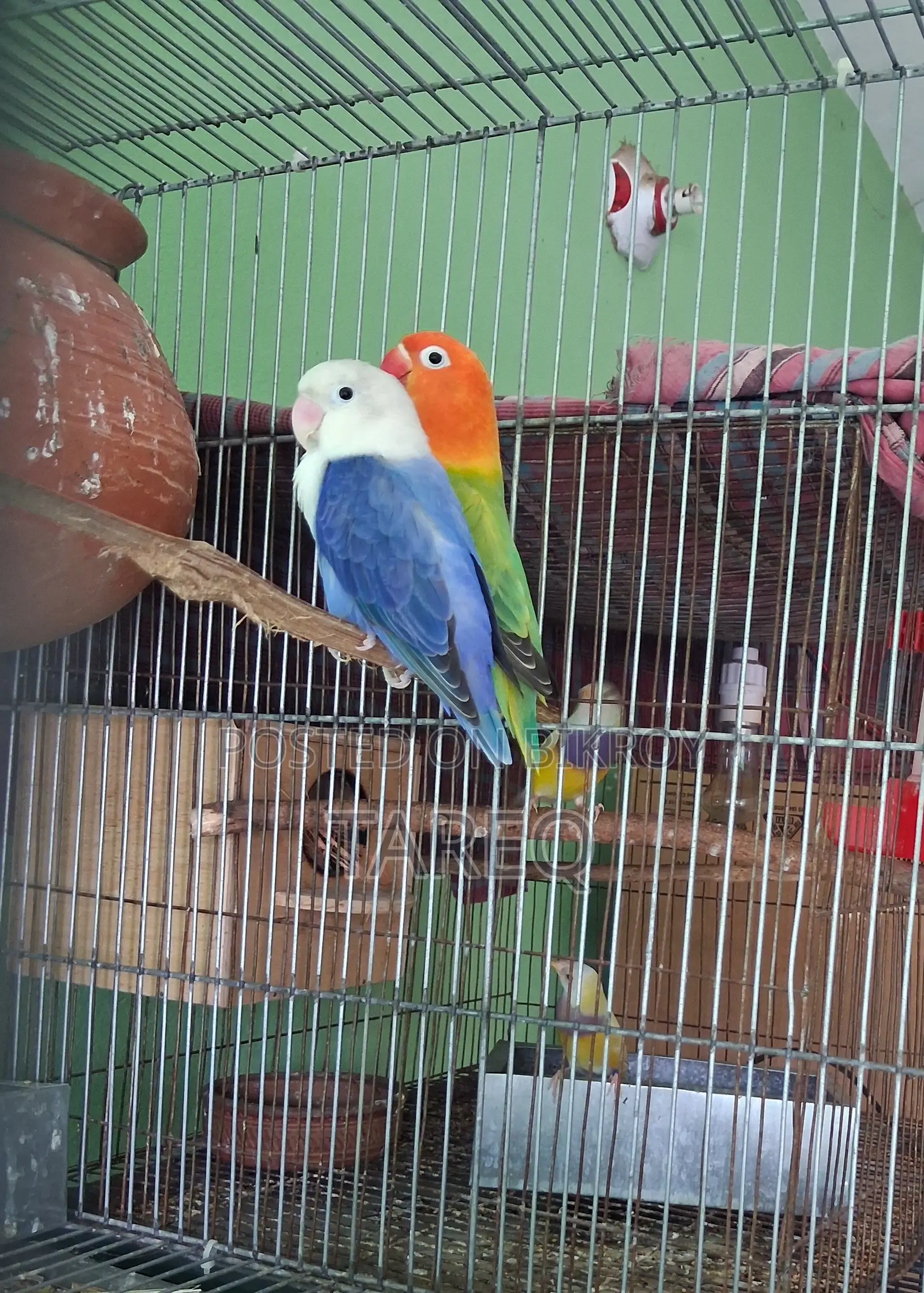 Love Bird Pair