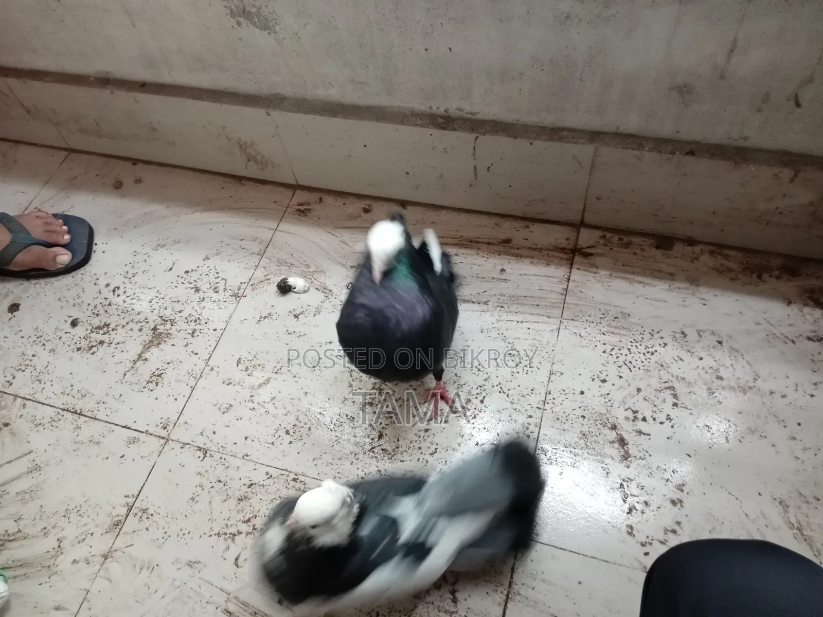 2 Pairs of Pigeons