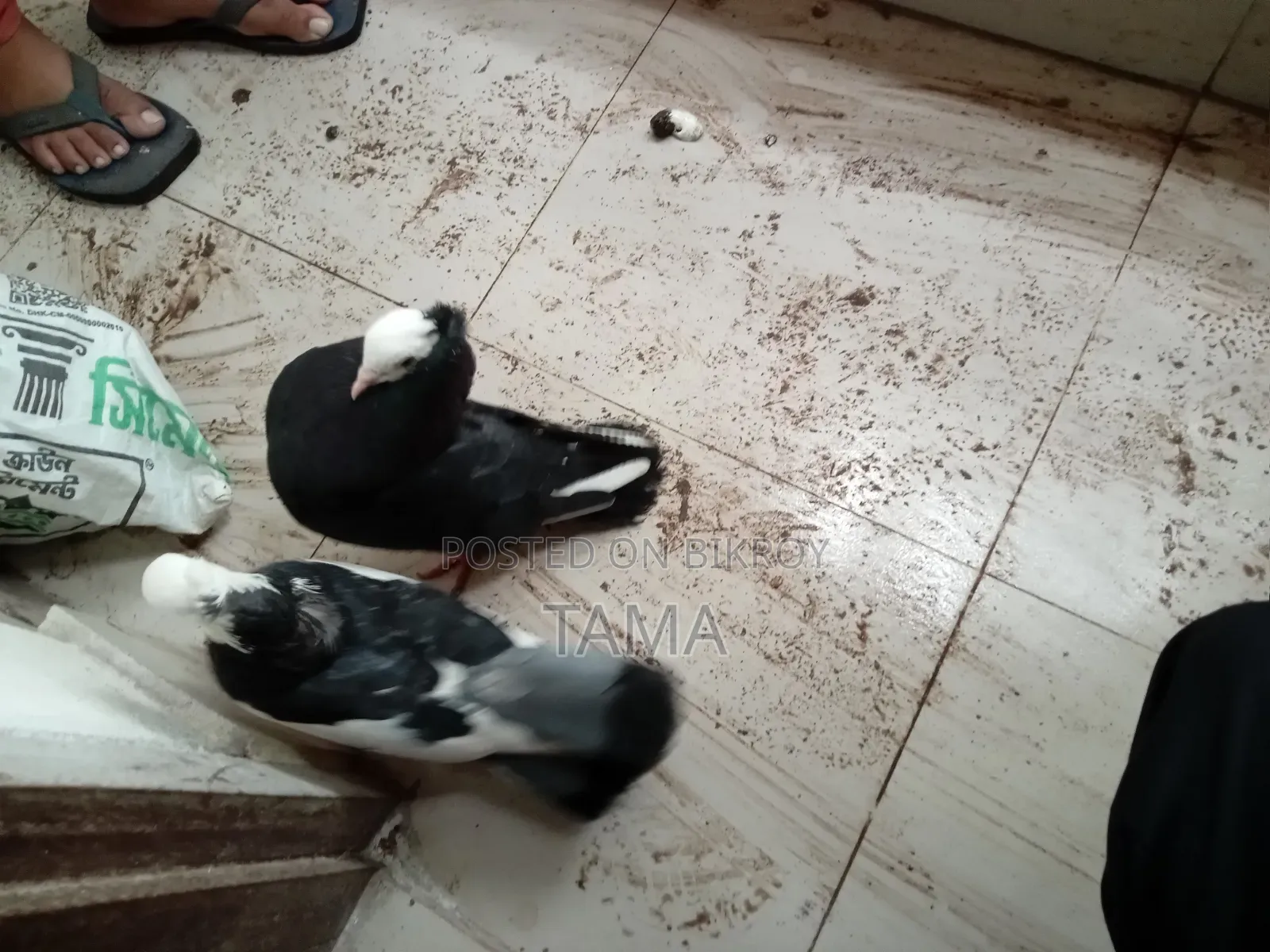 2 Pairs of Pigeons