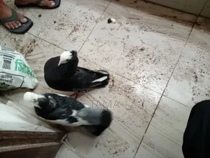 2 Pairs of Pigeons