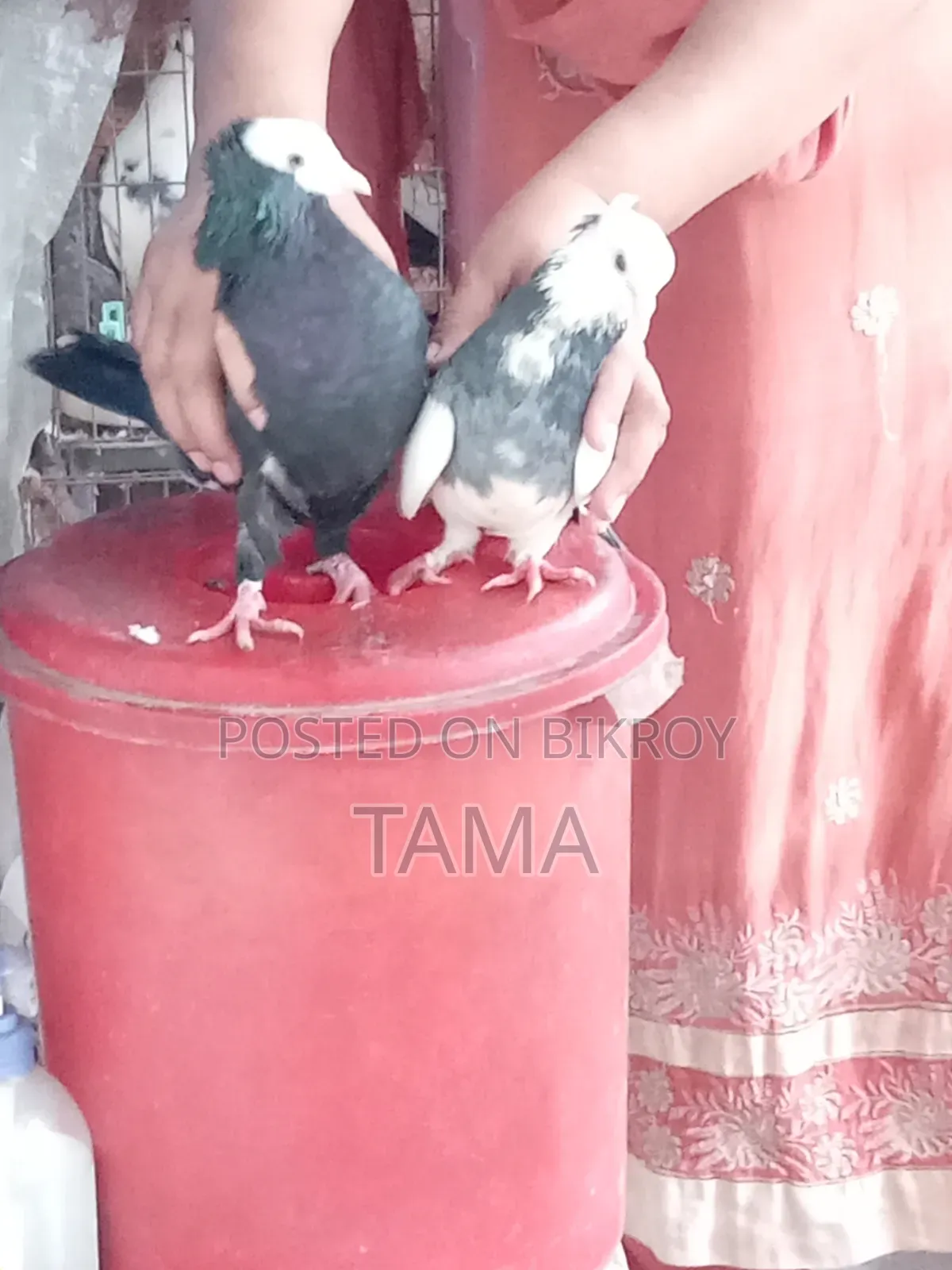 2 Pairs of Pigeons