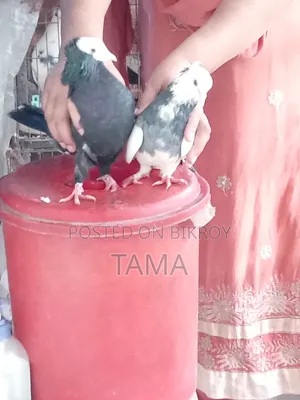 2 Pairs of Pigeons