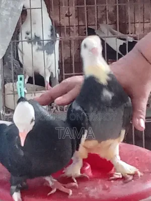 2 Pairs of Pigeons