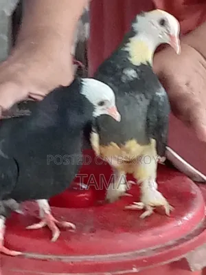 2 Pairs of Pigeons