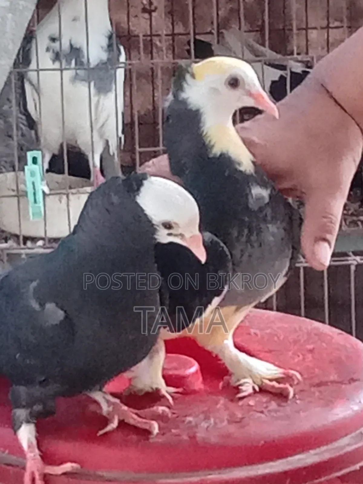 2 Pairs of Pigeons