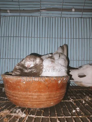 Running Pigeon Sitting With Eggs