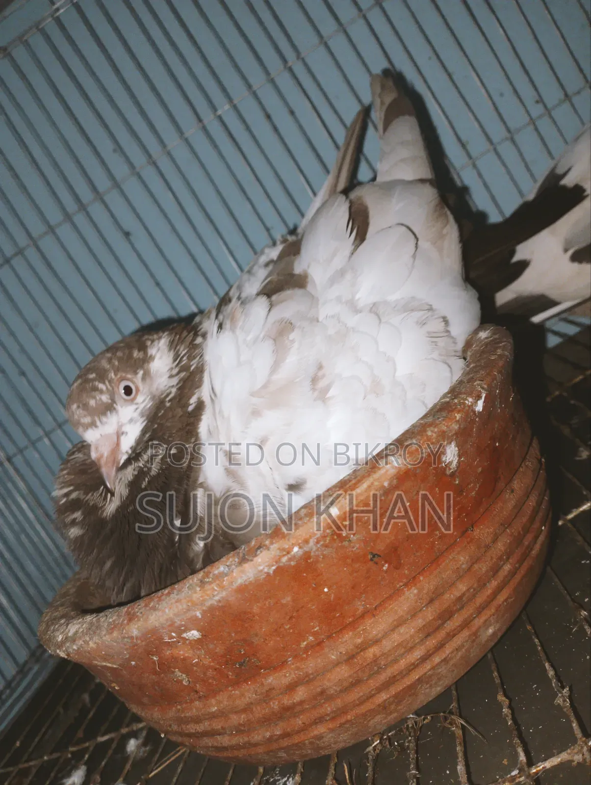 Running Pigeon Sitting With Eggs