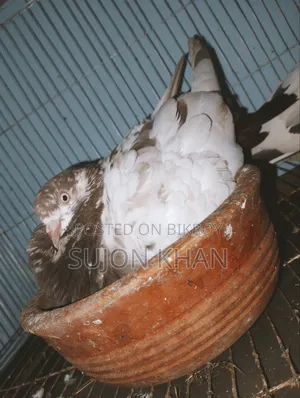 Running Pigeon Sitting With Eggs