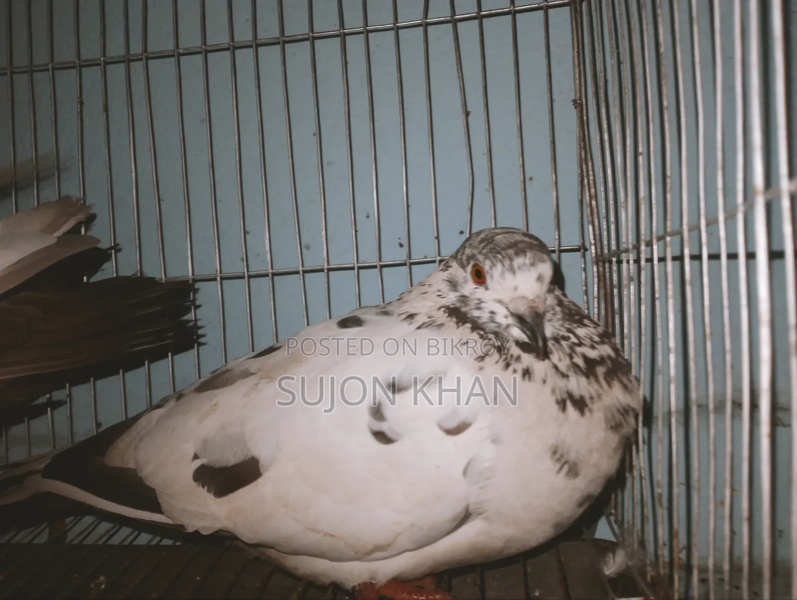 Running Pigeon Sitting With Eggs