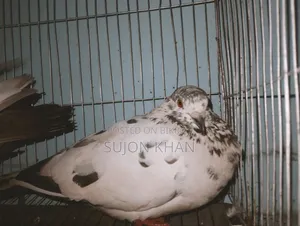 Running Pigeon Sitting With Eggs