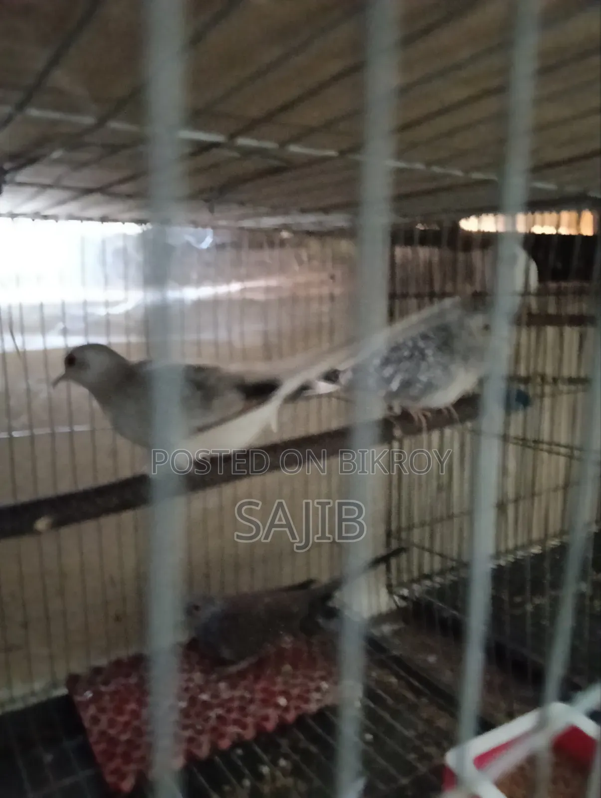 ডায়মন্ড ডোভ