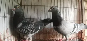 মাক্সি রেসার ডিমবাচ্চাঁ করা