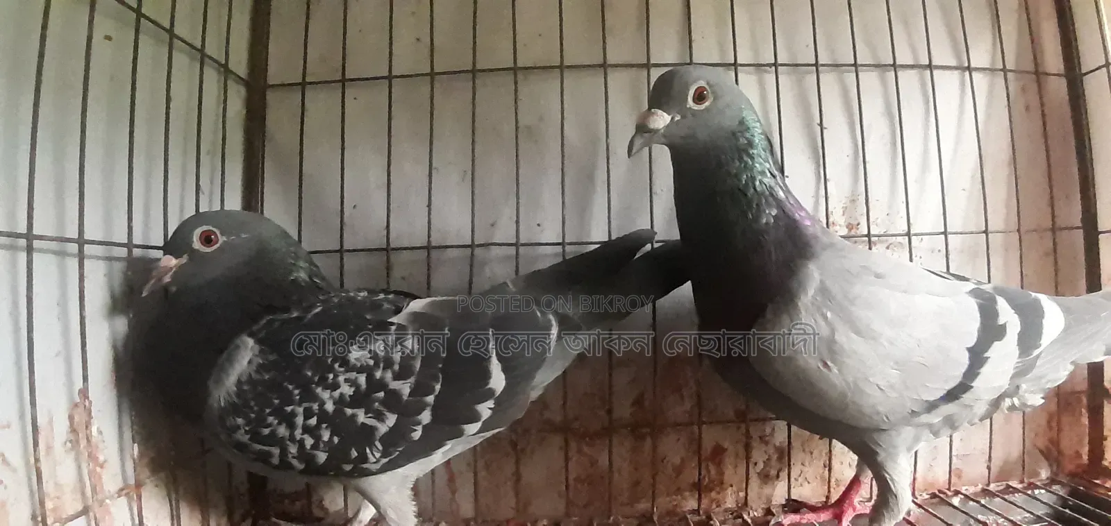 মাক্সি রেসার ডিমবাচ্চাঁ করা