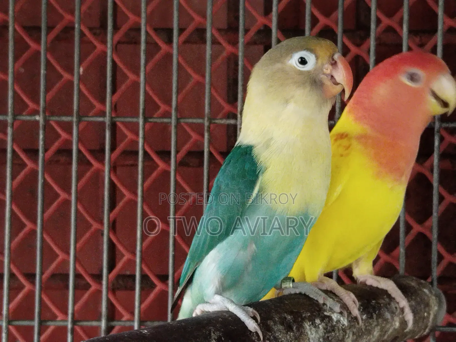 লাভবার্ড ব্রিডিং জোড়া