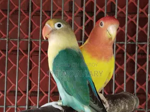 লাভবার্ড ব্রিডিং জোড়া
