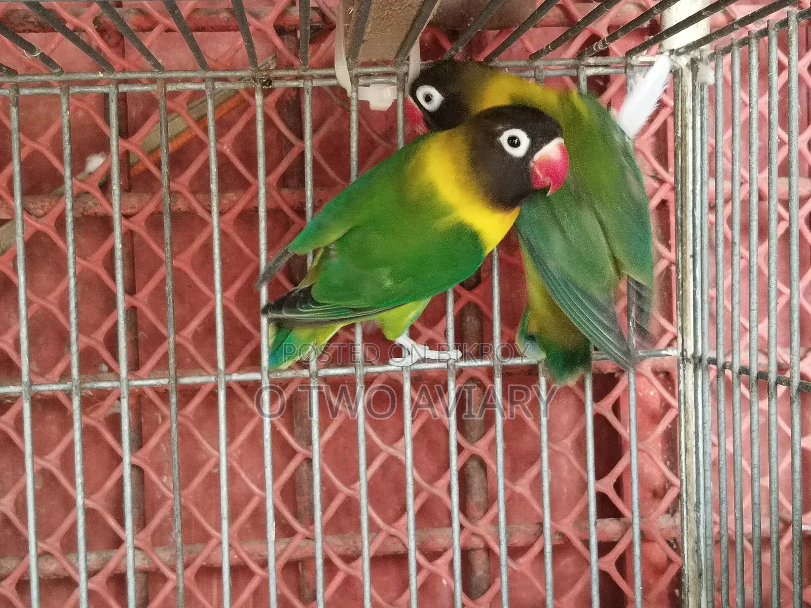 লাভ বার্ড ইয়েলো কালার