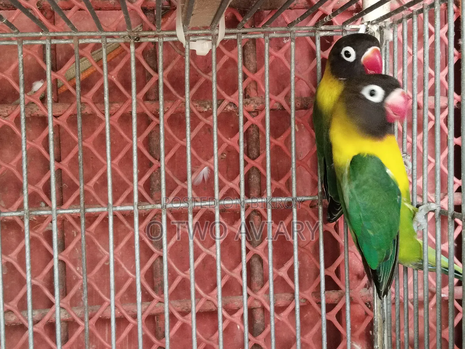 লাভ বার্ড ইয়েলো কালার