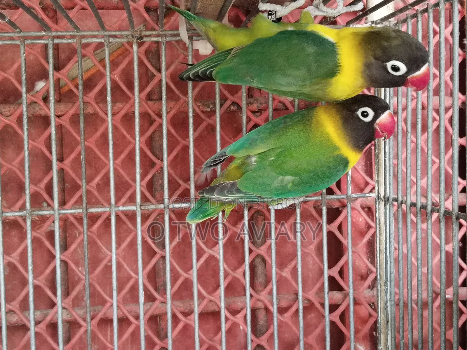 লাভ বার্ড ইয়েলো কালার