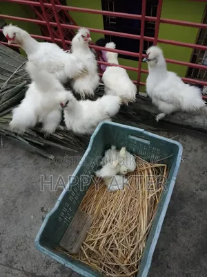 ছিল্কি মুরগি