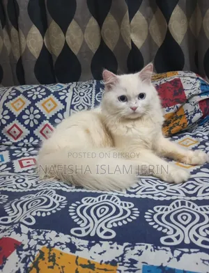 ১+ বছরের পুরুষ খাঁটি পার্সিয়ান