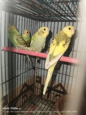 কিছু পাখি বিক্রি হবে