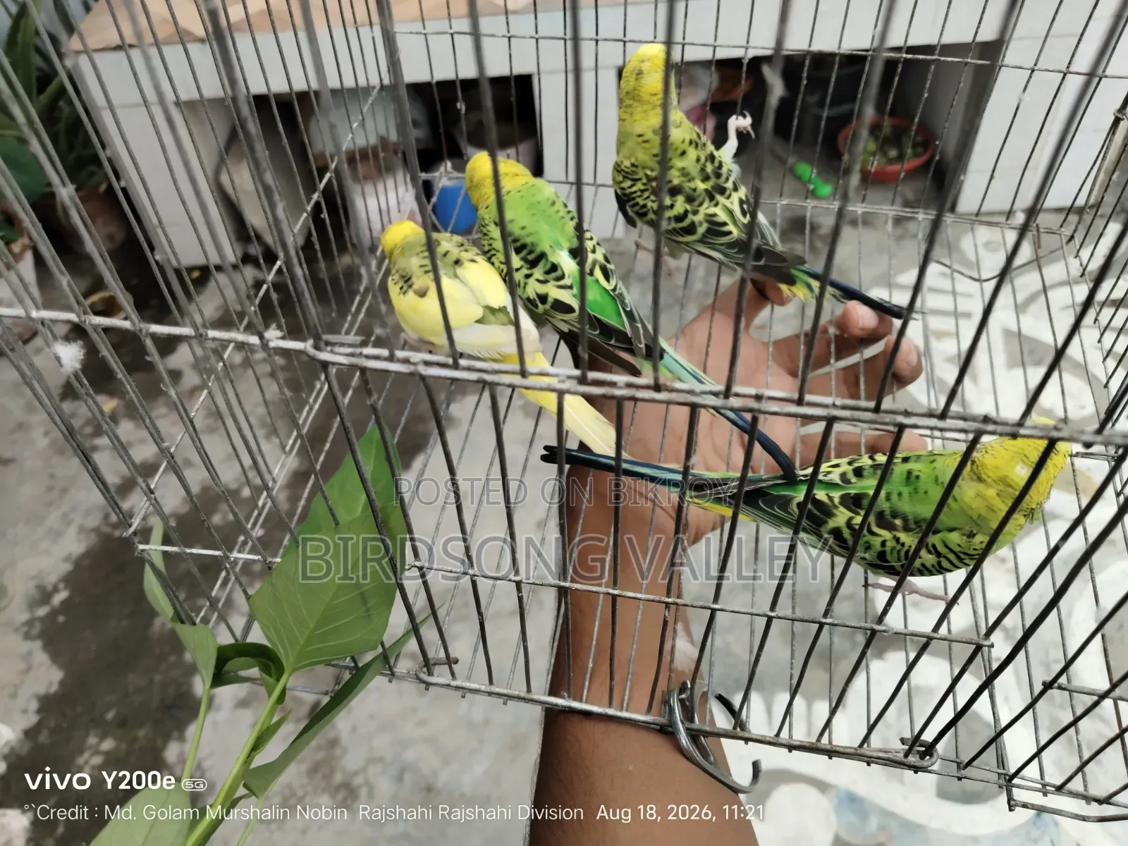 কিছু পাখি বিক্রি হবে