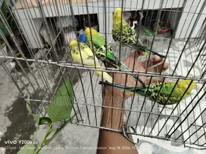 কিছু পাখি বিক্রি হবে