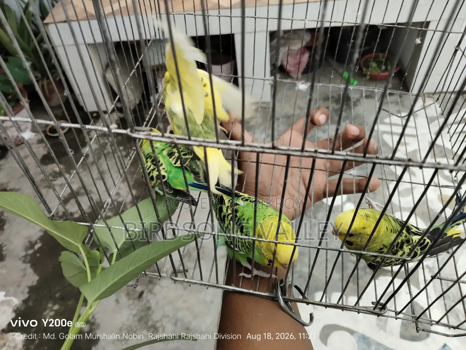 কিছু পাখি বিক্রি হবে