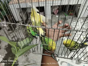 কিছু পাখি বিক্রি হবে