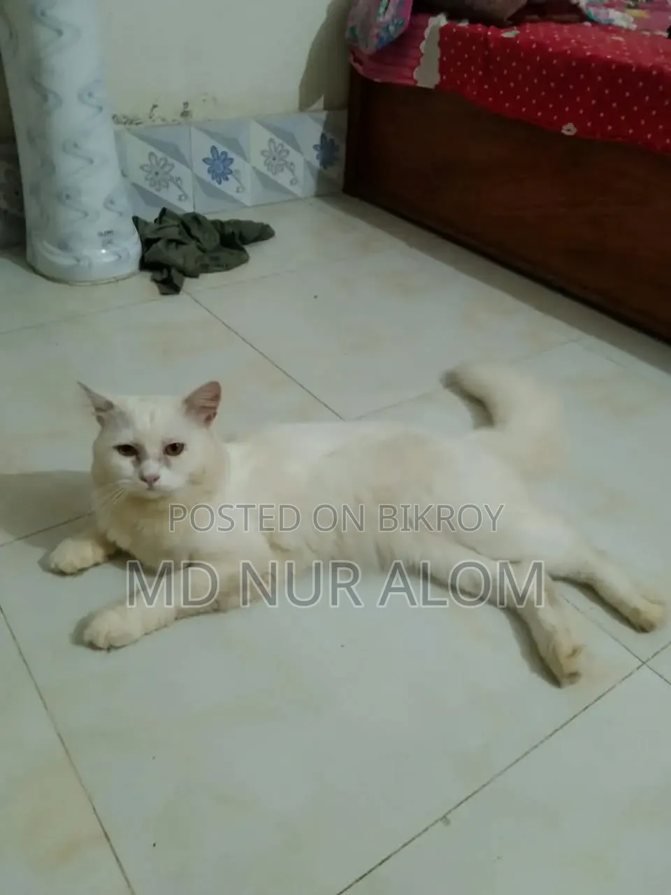 ১+ বছরের পুরুষ পিওরব্রেড পার্সিয়ান