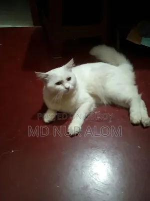 ১+ বছরের পুরুষ পিওরব্রেড পার্সিয়ান