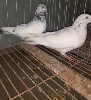 Giribaj Pigeon