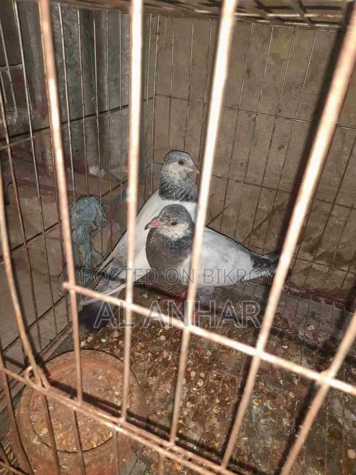 Giribaj Pigeon
