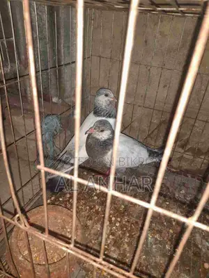 Giribaj Pigeon