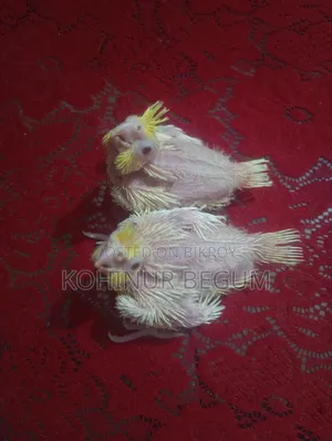 Lutino Hand Feed Baby