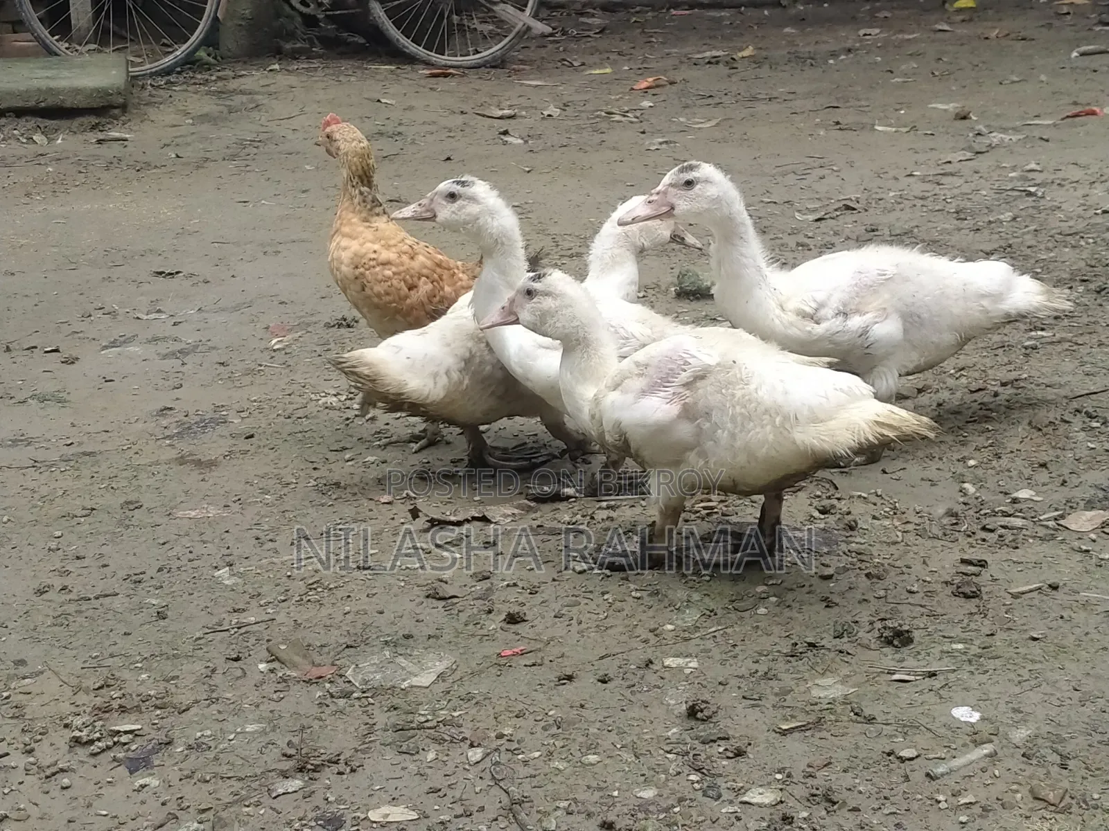 Muscovy ducklings