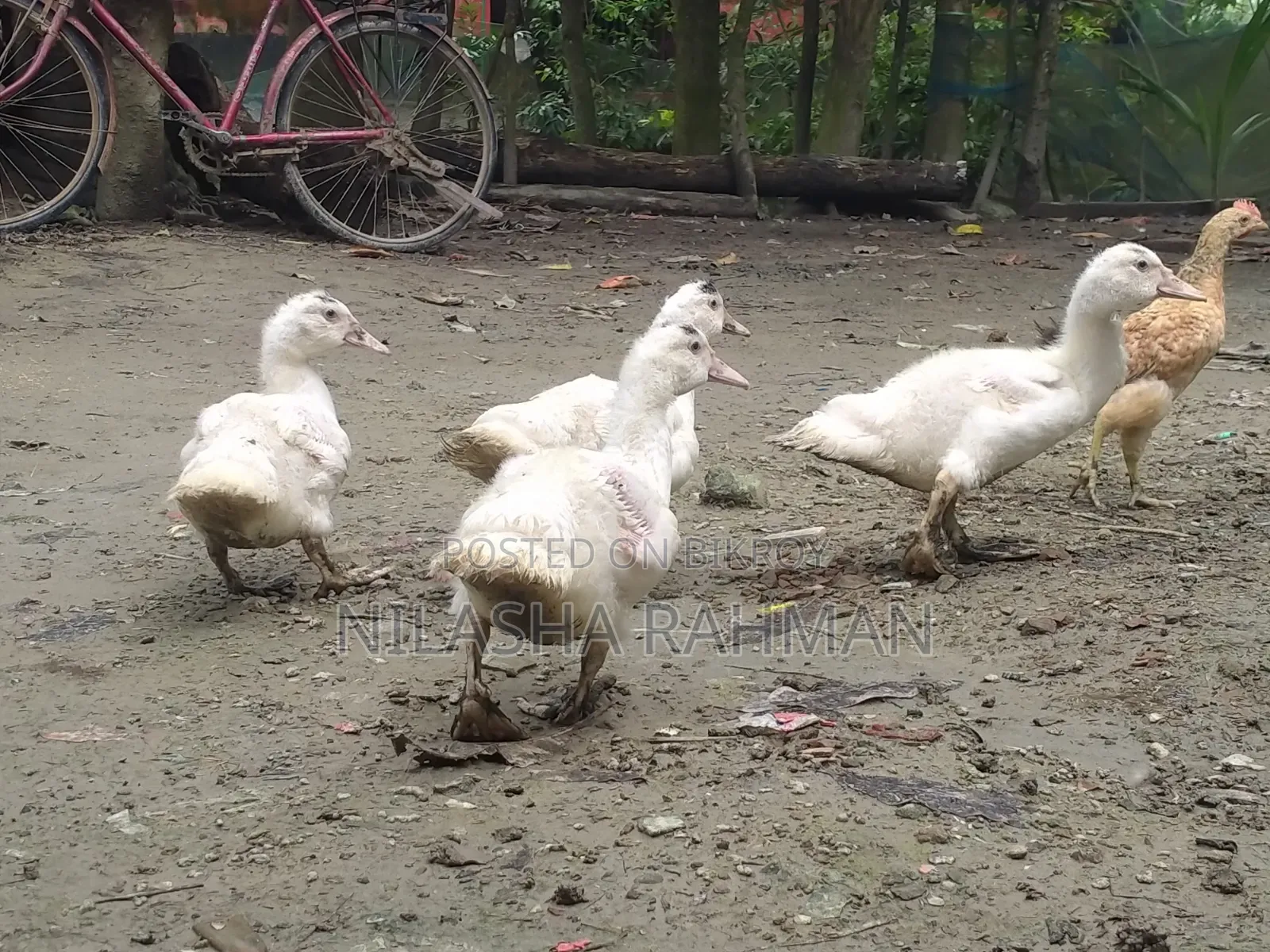 Muscovy ducklings