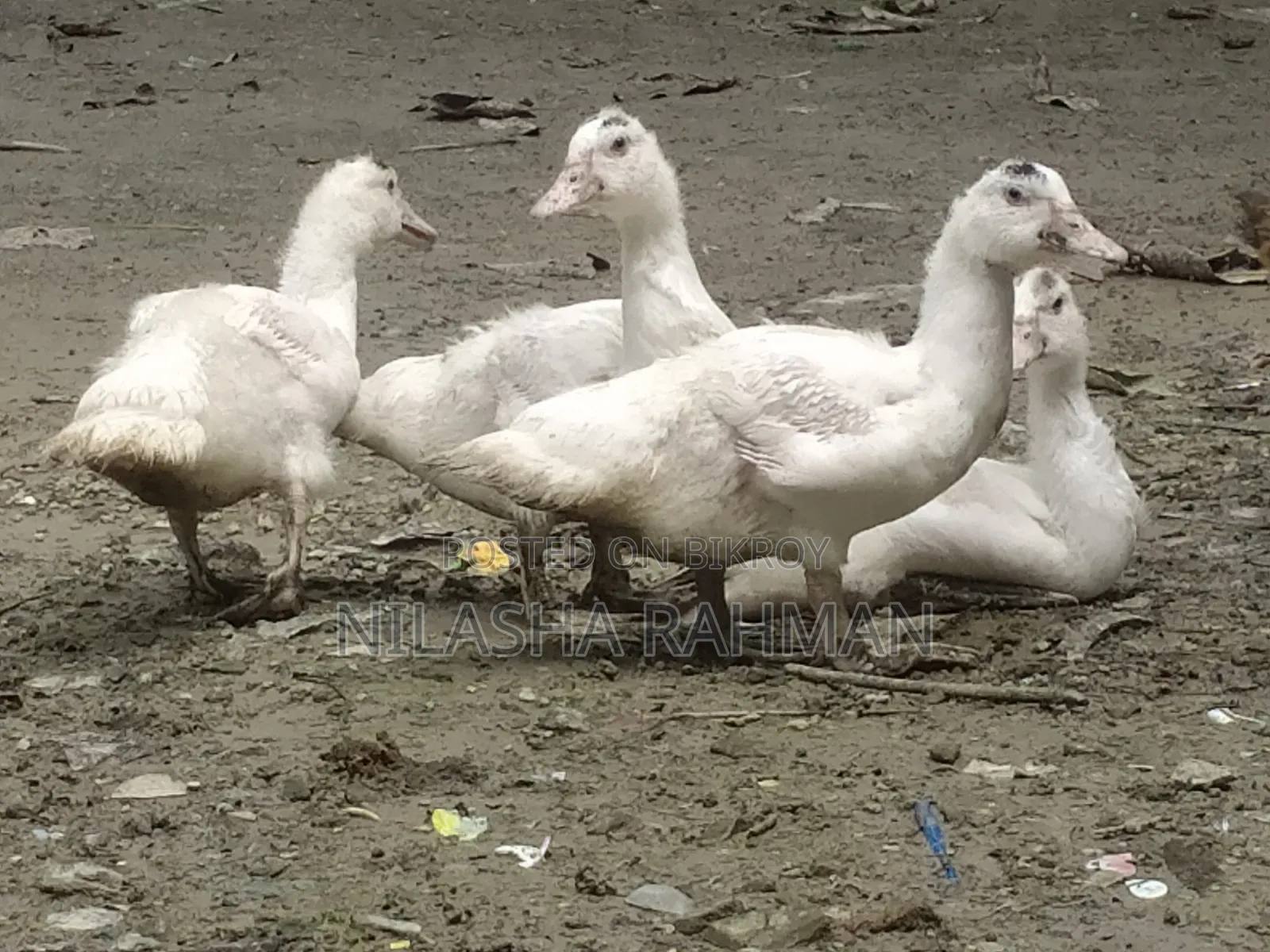 Muscovy ducklings