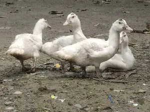 Muscovy ducklings