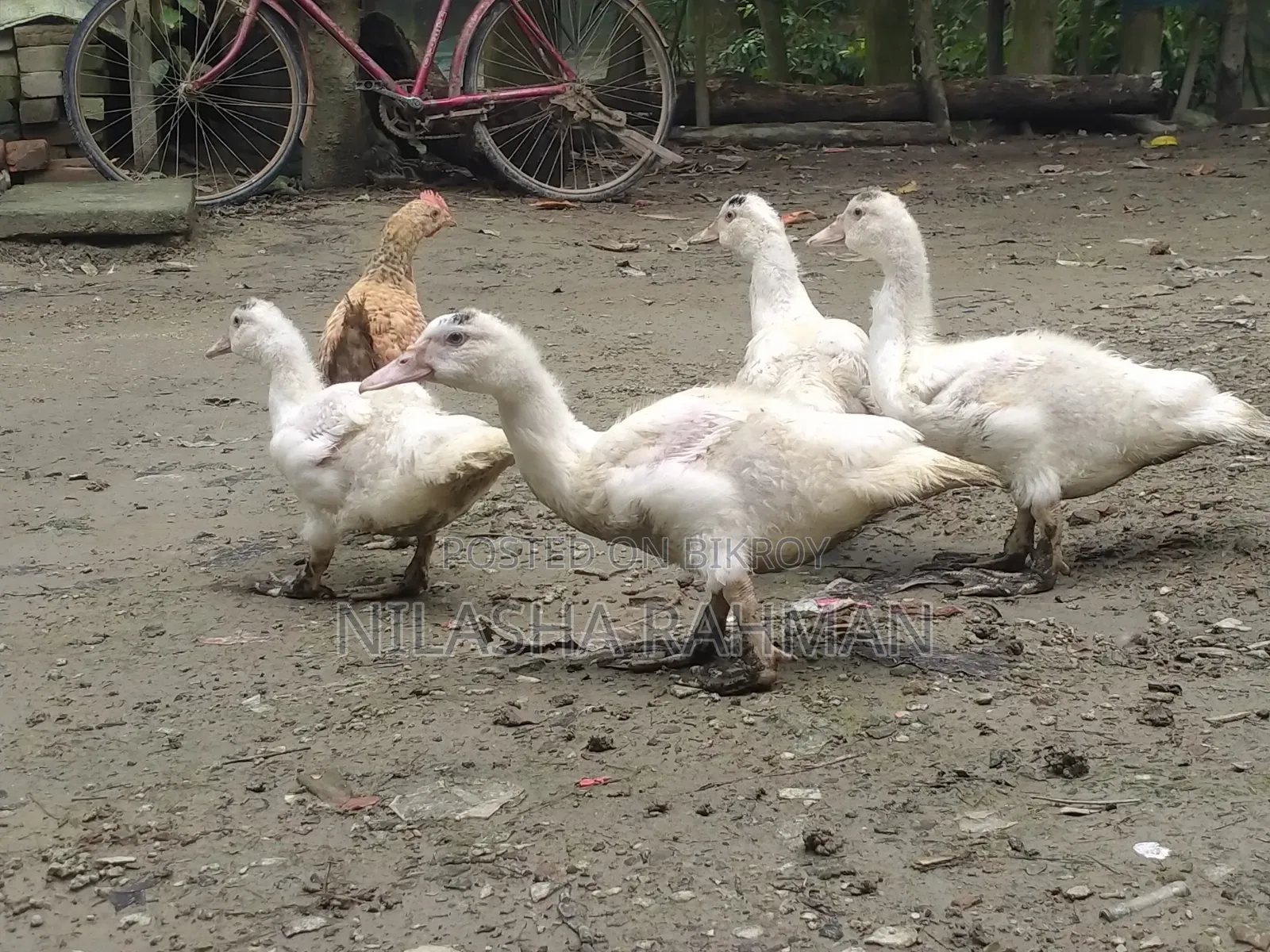 Muscovy ducklings