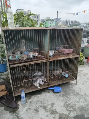 Four-Compartment Cage