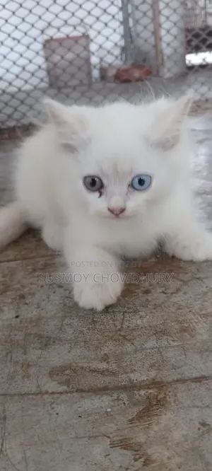 1-3 Months Male Purebred Persian