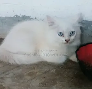 1-3 Months Male Purebred Persian