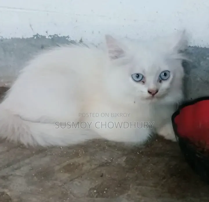 1-3 Months Male Purebred Persian