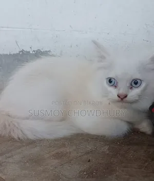 1-3 Months Male Purebred Persian