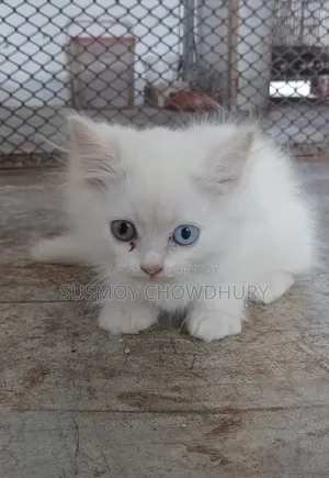 1-3 Months Male Purebred Persian