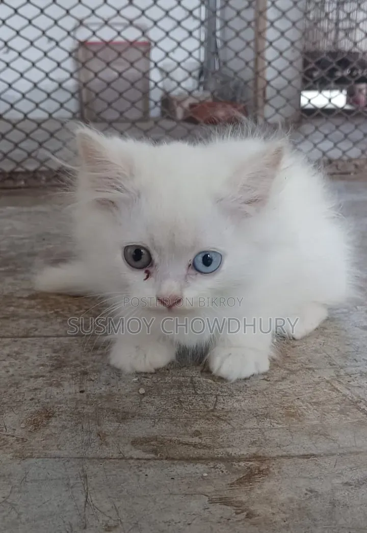 1-3 Months Male Purebred Persian