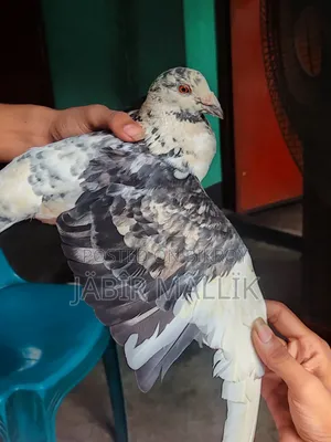 Male Racer
