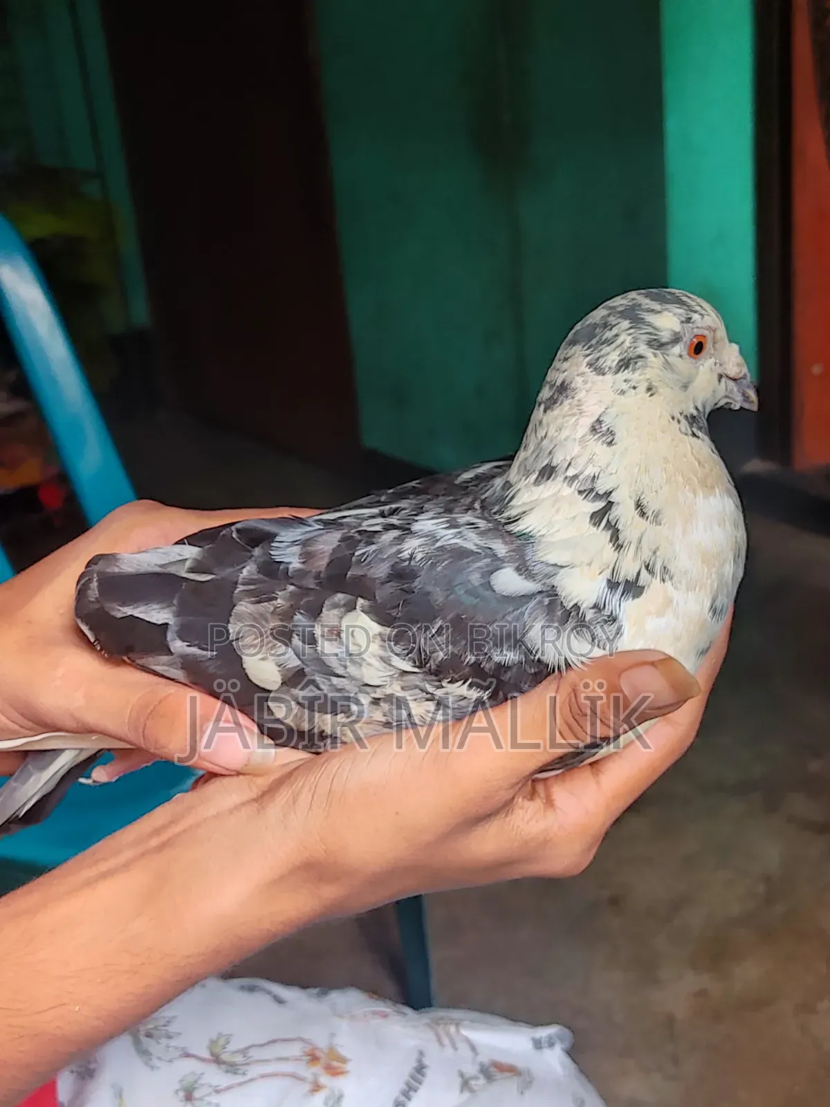 Male Racer