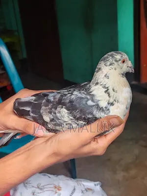 Male Racer